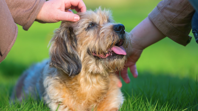 Quiet Daily Rituals to Share With Your Senior Dog