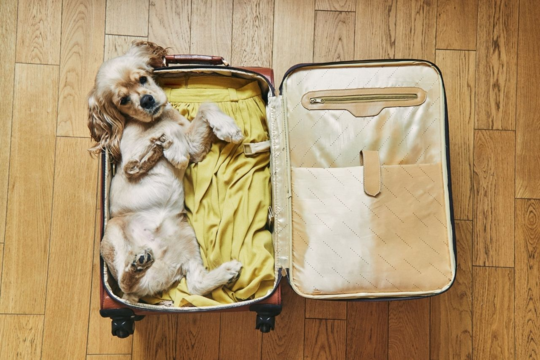 Travelling With Pets: How To Prevent Fleas While On Holiday in NZ