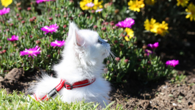 Best Cat Harnesses in NZ: How to Choose and Fit One