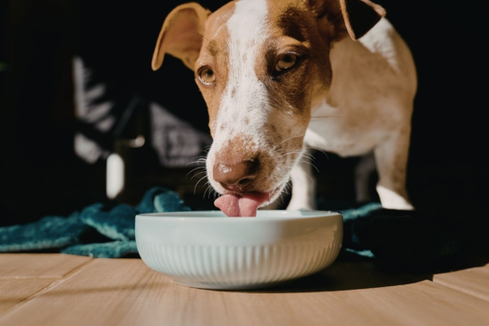 Why Is My Older Dog Drinking More Water? Causes & When to Worry