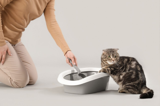 World’s Best Cat Litter Guide NZ | Natural, Low Dust and Multi Cat Litter