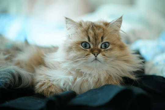How Much Should I Feed My Persian Cat? Portion & Schedule Guide