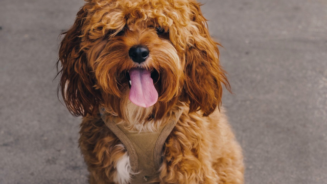 Cavoodle Breed Guide: Temperament, Care and Daily Life