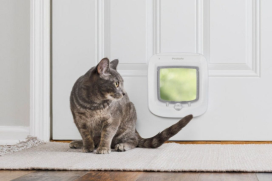 Why A Microchip Cat Door Is A Smart Choice For Kiwi Cats
