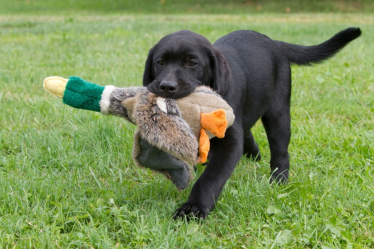 Labrador Retriever Puppy Weight Guide