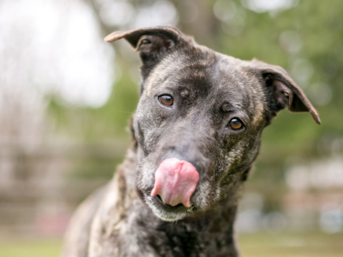 DIY Frozen Treats For Pets