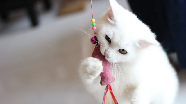Indoor Cat Enrichment: How to Keep Your Cat Happy, Active and Stimulated Indoors