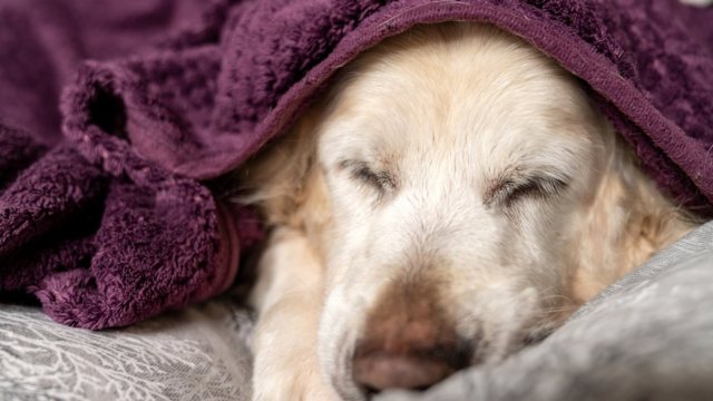 How Much Sleep Does a Senior Dog Need?