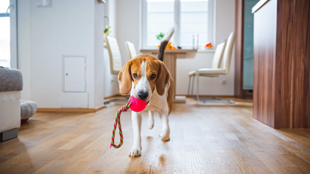 Top Dog Toys for Indoor Play: Keep Your Pup Happy & Stimulated at Home