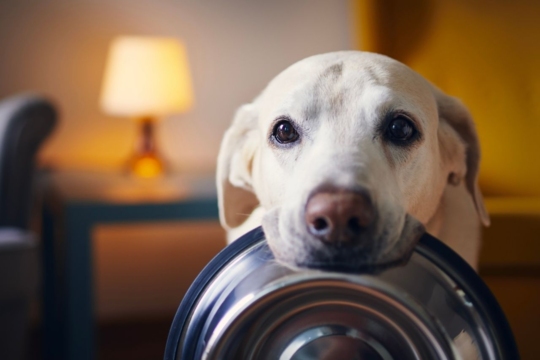 Best Wet Dog Food in NZ: Top Picks for Every Budget & Life Stage