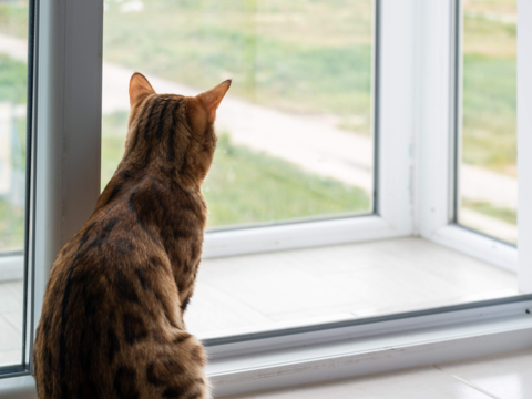 Top 10 Cat Toys to Keep Your Cat Entertained While You’re Away