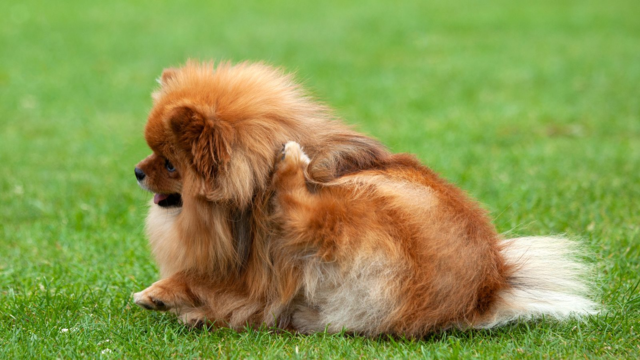 Why Is My Pomeranian Scratching So Much? NZ Guide