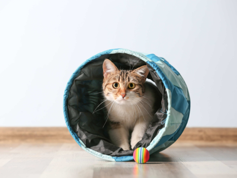 Best Toys for Independent and Social Pets