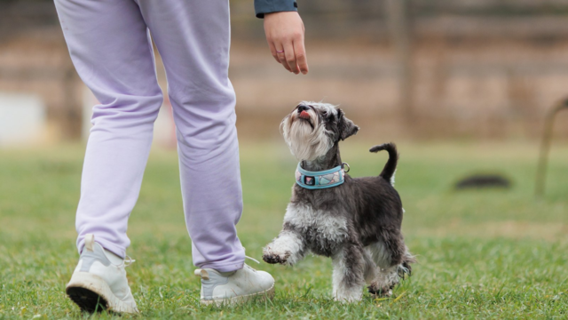 How to Train a Miniature Schnauzer: Focus and Manners