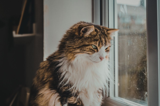 Keeping Cats Indoors After Moving House in NZ (How Long + Tips)