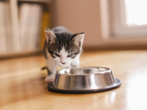 Kitten Feeding Schedule by Age: From Newborn to 1 Year