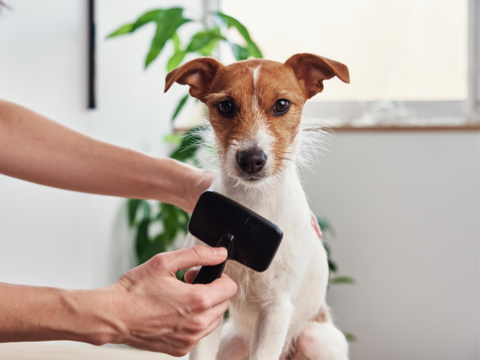 Simple DIY Grooming Routines For Busy Dog Parents