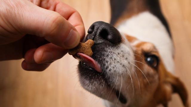 Best Dental Chews for Dogs in NZ: What to Look For