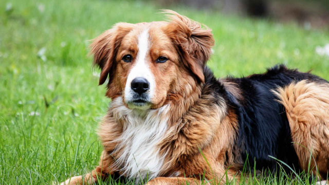 Decode Dog Body Language: a Guide for NZ Pet Parents