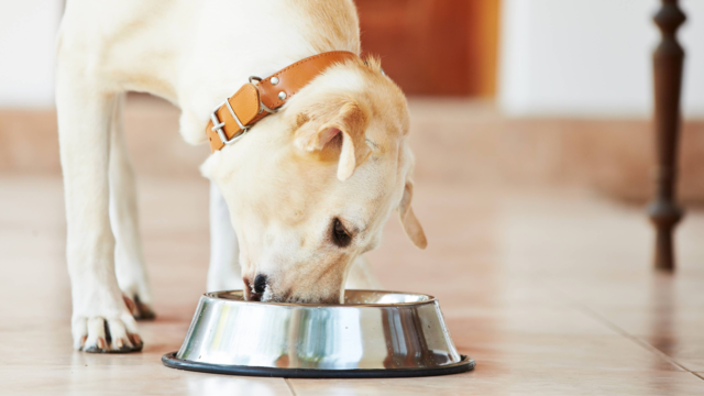 How to Transition Your Dog to Senior Food: A Vet-Backed Nutrition Guide