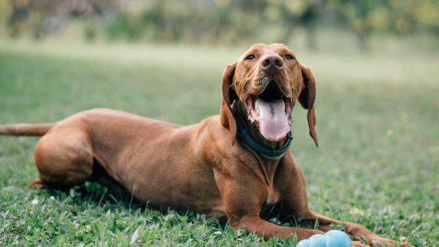 The Ultimate Vizsla Breed Guide: Feeding, Training And Care