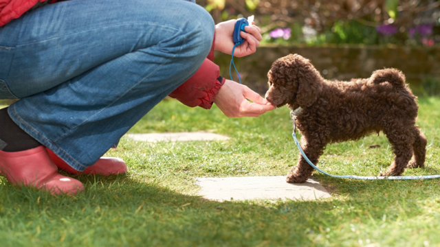 How to Train a Poodle: A NZ Owner's Guide