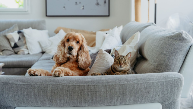 A Home Dental Care Guide to Preventing Bad Breath in Dogs & Cats