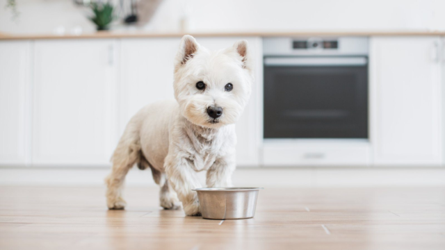 Freeze-Dried vs Air-Dried Pet Food: What’s the Difference?