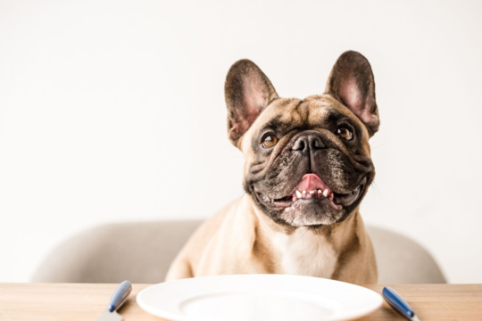 How Often Should I Feed My French Bulldog? The Complete Feeding Guide