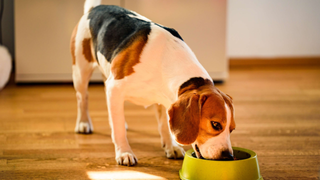 Dog & Cat Food Allergies: Common Triggers, Symptoms & Safer Choices