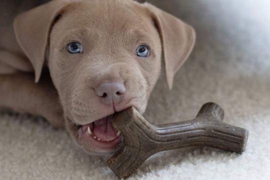 Benebone Dog Chews NZ: Which Flavour & Size Is Right for Your Dog?