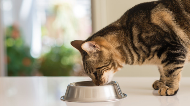 Cat Food Toppers in NZ: What They Do and How to Use Them