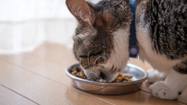 Best Feeding Schedule for Indoor Cats