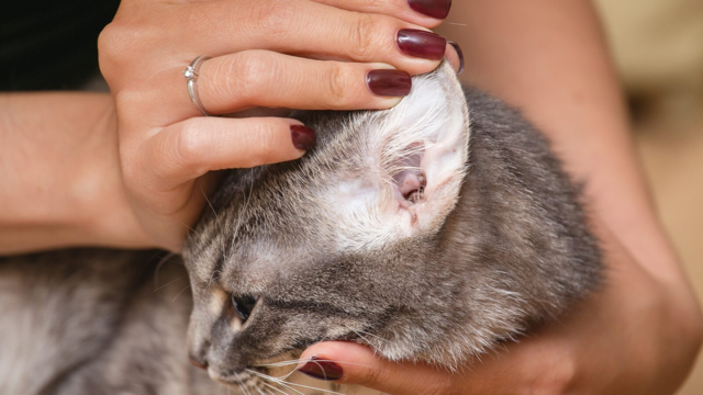 Cat Ear Mites: Signs, Treatment and Prevention