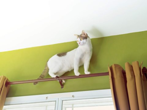 How to Stop Kittens From Climbing