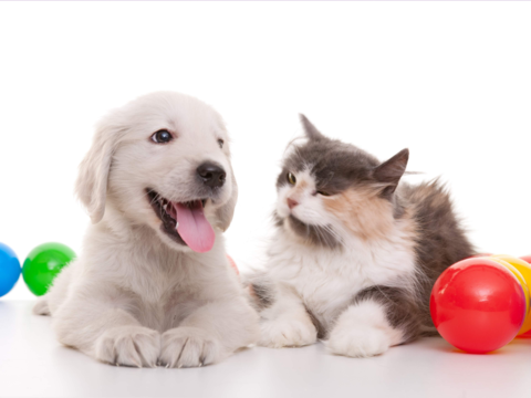  Best Stress-Relief Toys and Games for Dogs and Cats