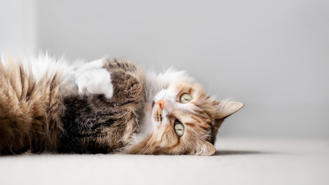 Cat Fur Types Explained: Coats, Textures and Care Tips