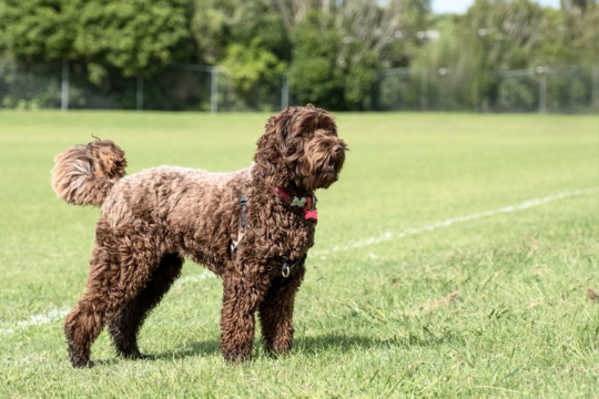 Labradoodle Energy Levels and Exercise Needs Explained