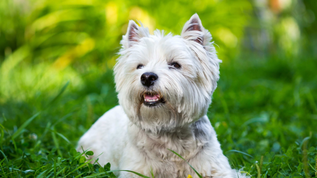 West Highland Terrier Care Guide