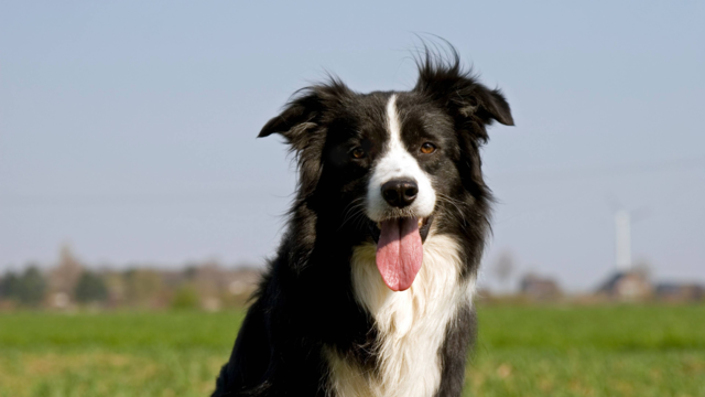 Is a Border Collie the Right Dog for You? Temperament, Exercise Needs & Care Guide