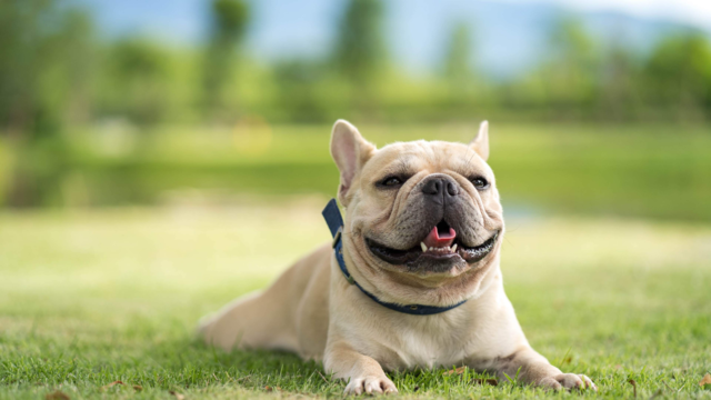 French Bulldog Care Guide NZ