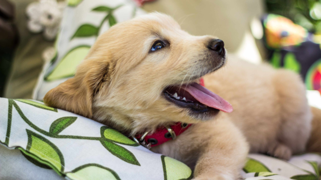How to Safely Leave Your Puppy Home Alone: A Guide for NZ Pet Parents