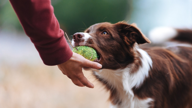 How to Train a Border Collie