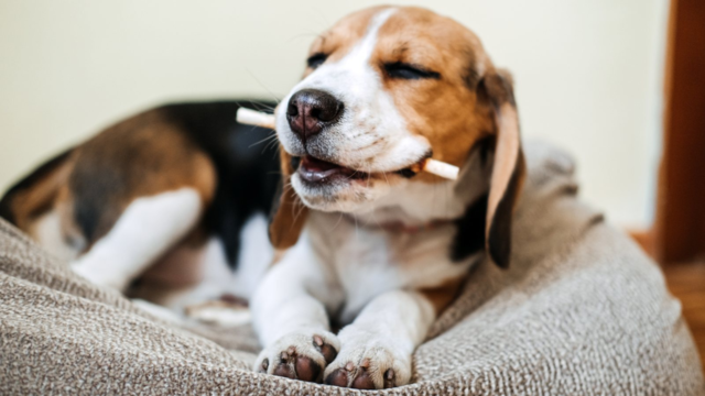 Dental Care for Small Dogs: Brushes & Chews