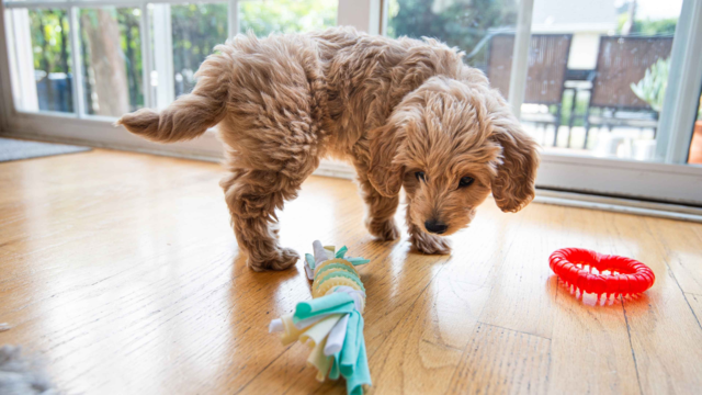 Top Puppy Enrichment Toys for Learning, Teething & Playtime