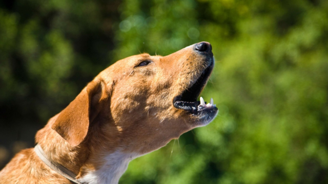 Why Does My Dog Bark at Everything That Passes By?