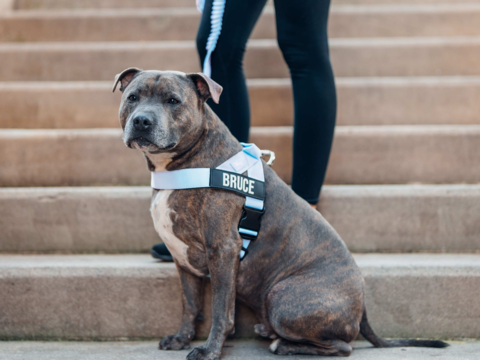 Dog Harness Guide NZ | Find the Best Fit for Your Dog