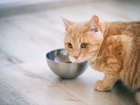 How To Introduce New Food To A Fussy Cat: A Complete NZ Guide