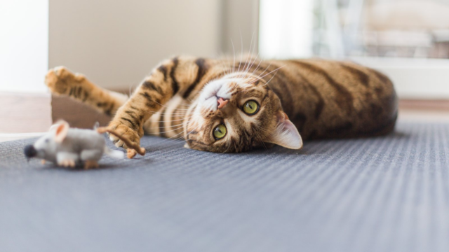 Bengal Cat Enrichment and Manners: A Daily Routine Guide