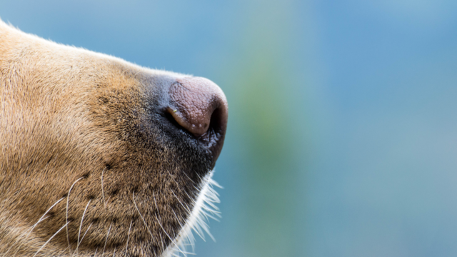 Why Are Dogs’ Noses Wet? 